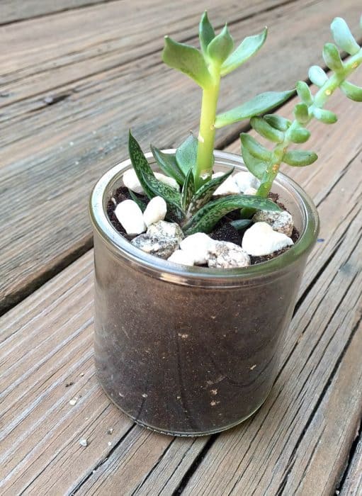 How to Create a Candle Jar Succulent Garden Jenna Kate at Home