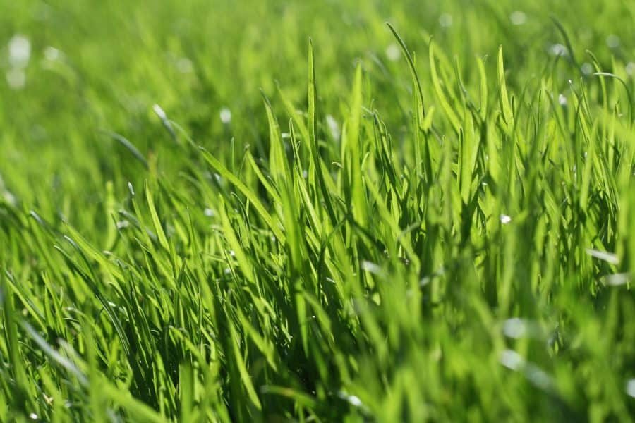 A close up of grass on a lawn