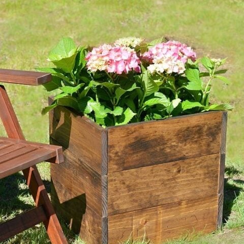 Square wooden planter box holding large pink flowers near a wooden folding chair on the lawn