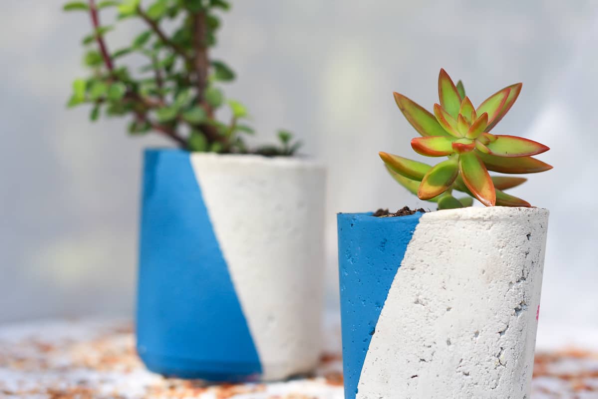 2 concrete planters painted on the diagonal with blue paint, containing soil and various succulents