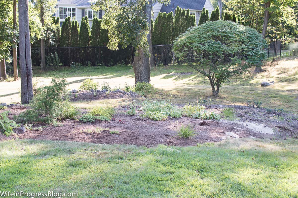 A large grassy area with a tall tree and small plants around the border.