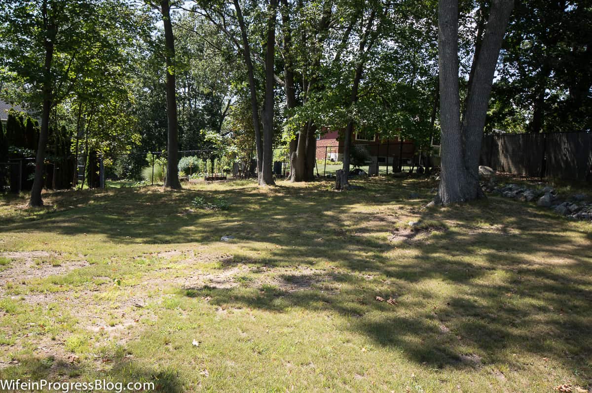 A large grassy area with tall trees and small plants