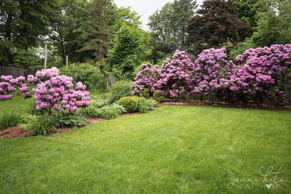 Beautiful Rhododendron in a large backyard landscape before our Patio makeover