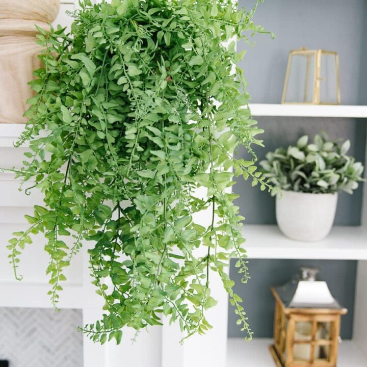 Thick green foliage hanging from a terra cotta pot, sitting on a white fireplace mantle