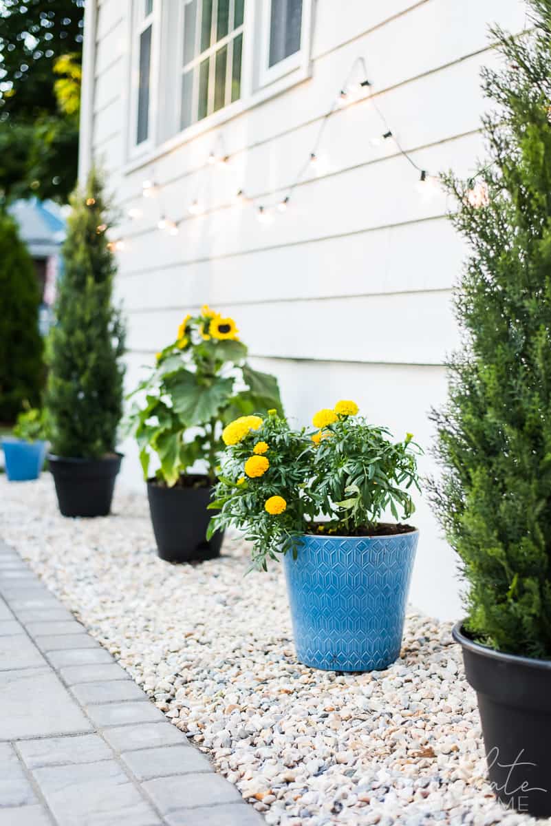 Potted sunflowers and mums adorn the draining border around our new backyard patio