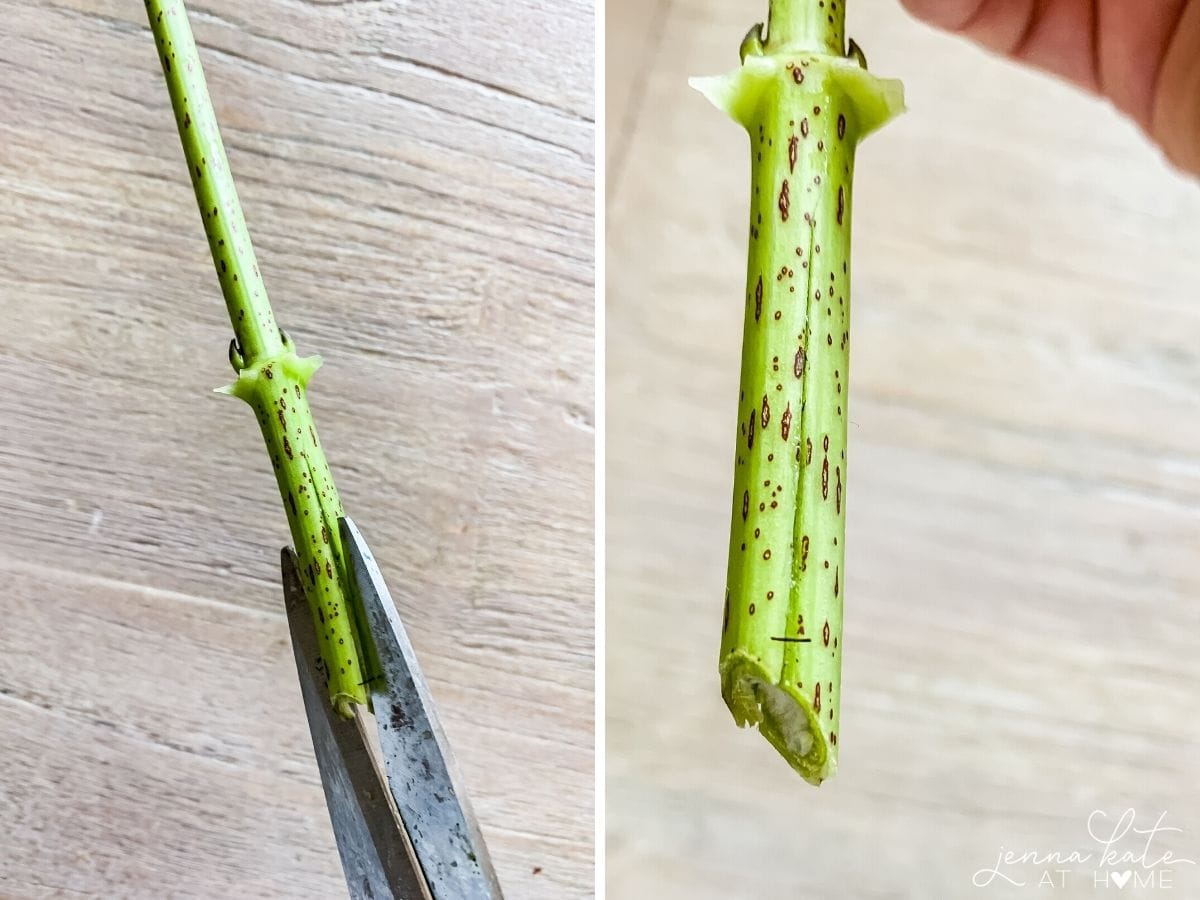 how to cut hydrangea stems to keep them from wilting