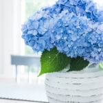 how to stop hydrangeas from drooping