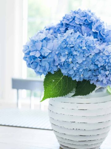 how to stop hydrangeas from drooping