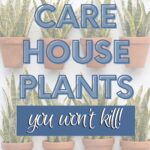 easy care house plants pin