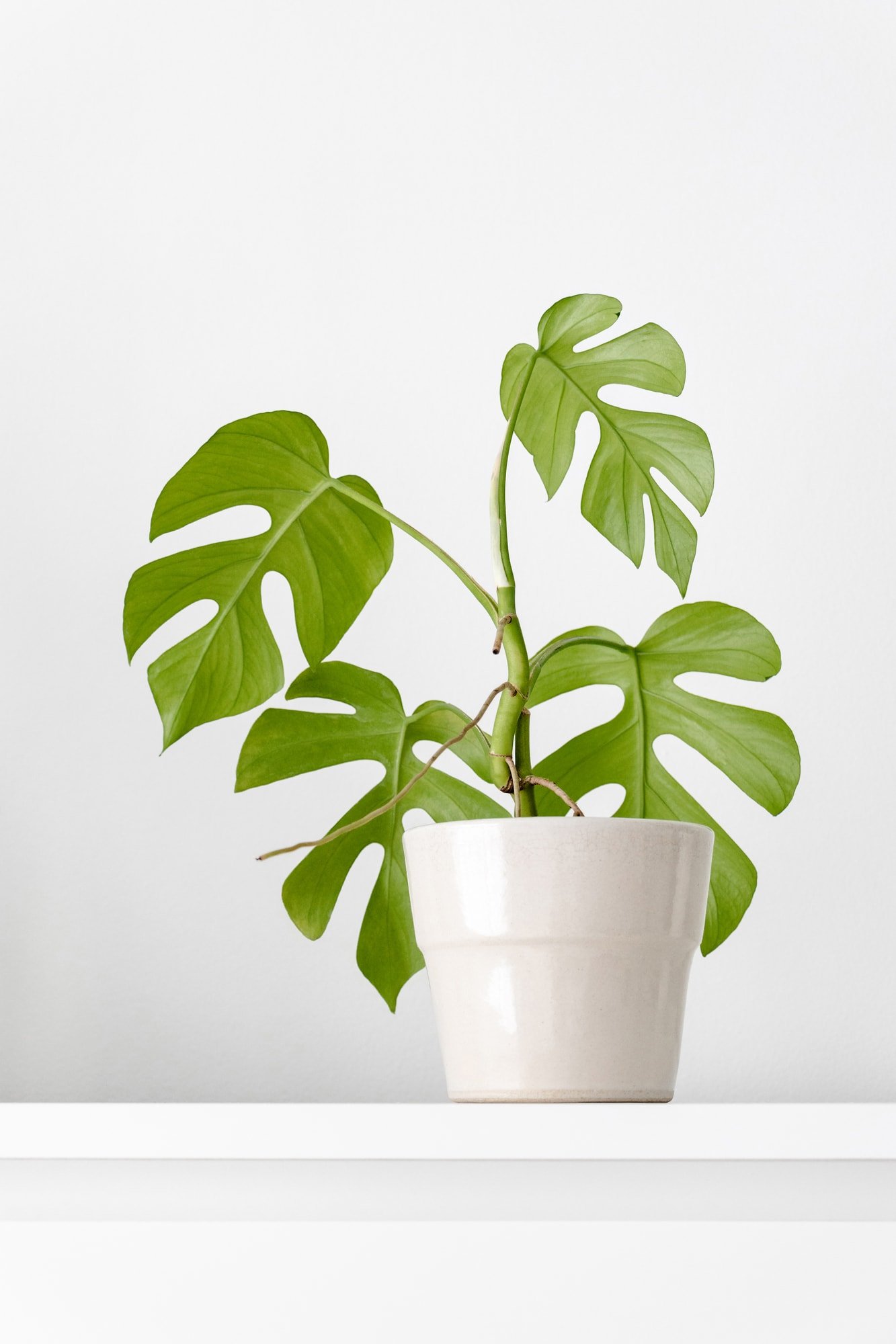 mini monstera house plant