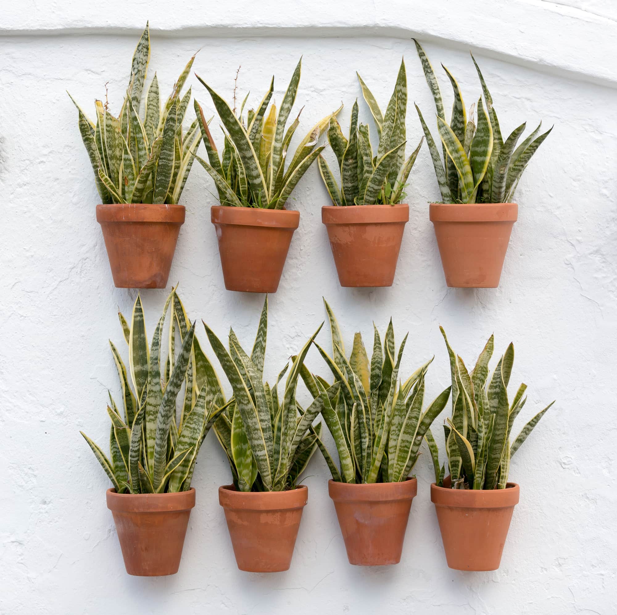 two rows of potted snake plants in terracotta pots