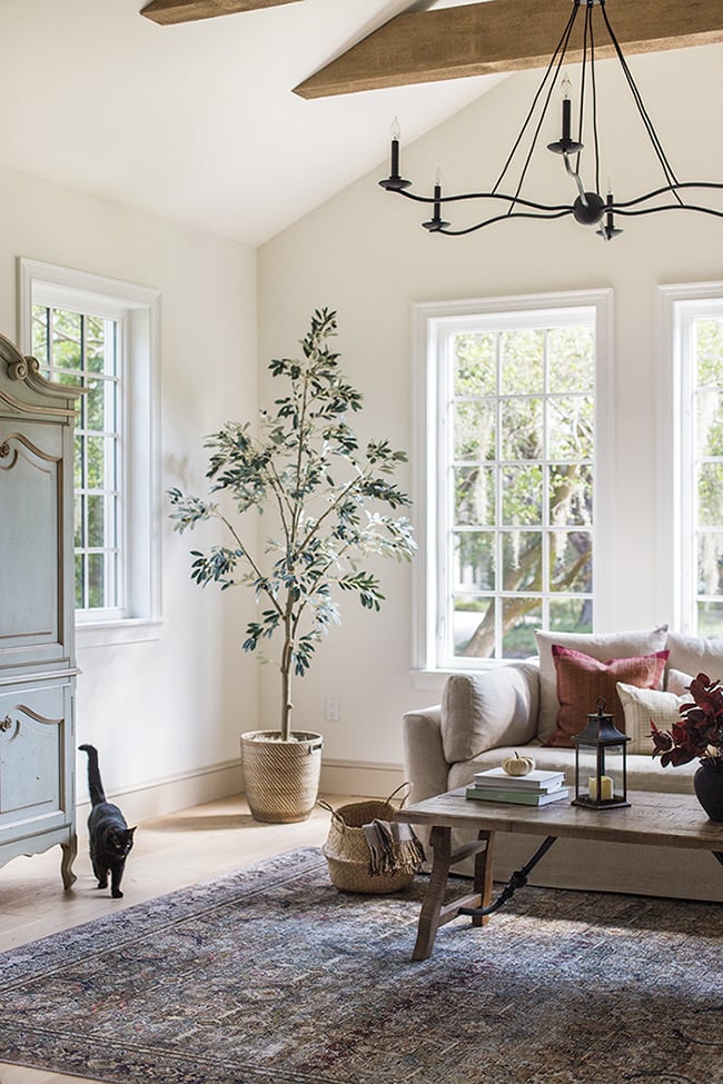 Bright living room space painted Alabaster with a couch and a black cat.