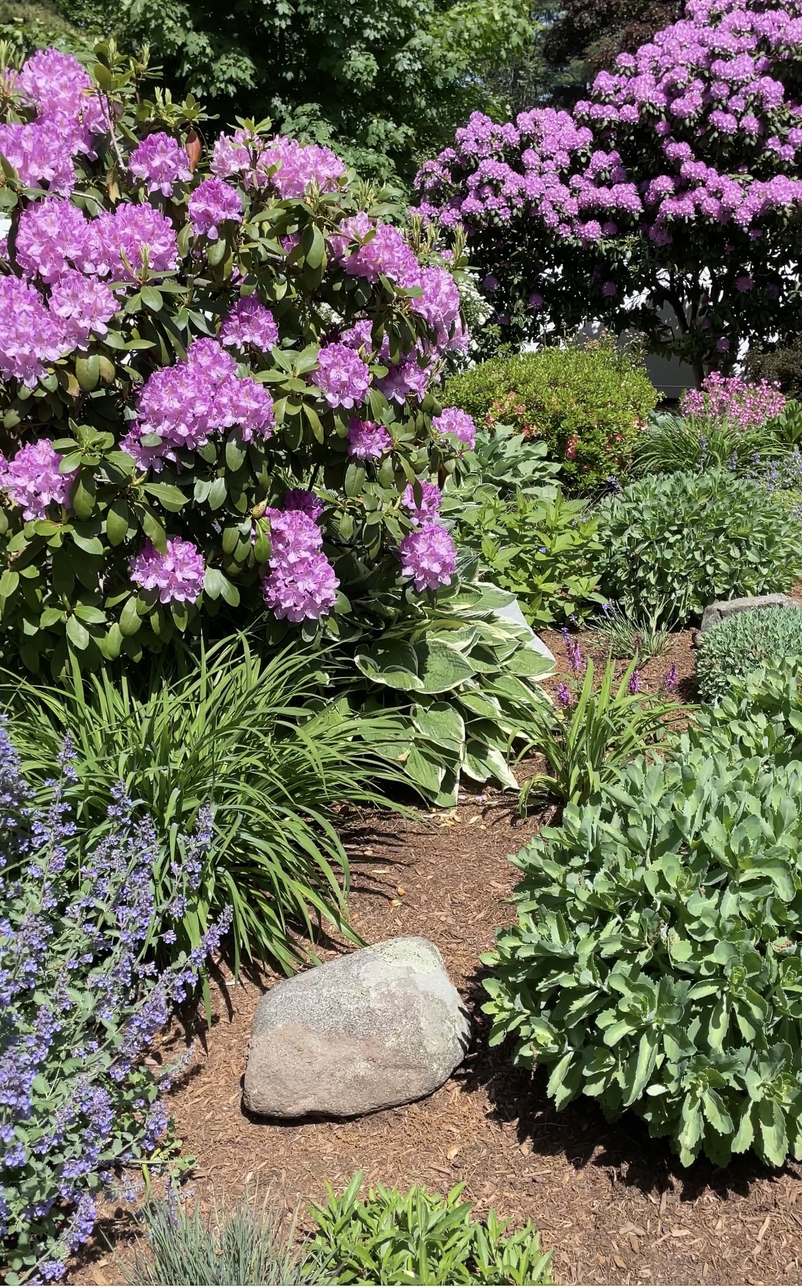 beautiful pink/purple flowers