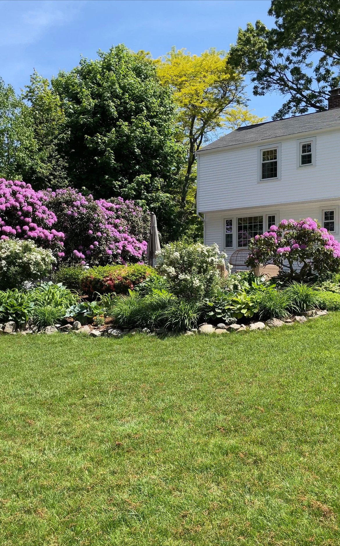 side view of a backyard with pink/purple flowers