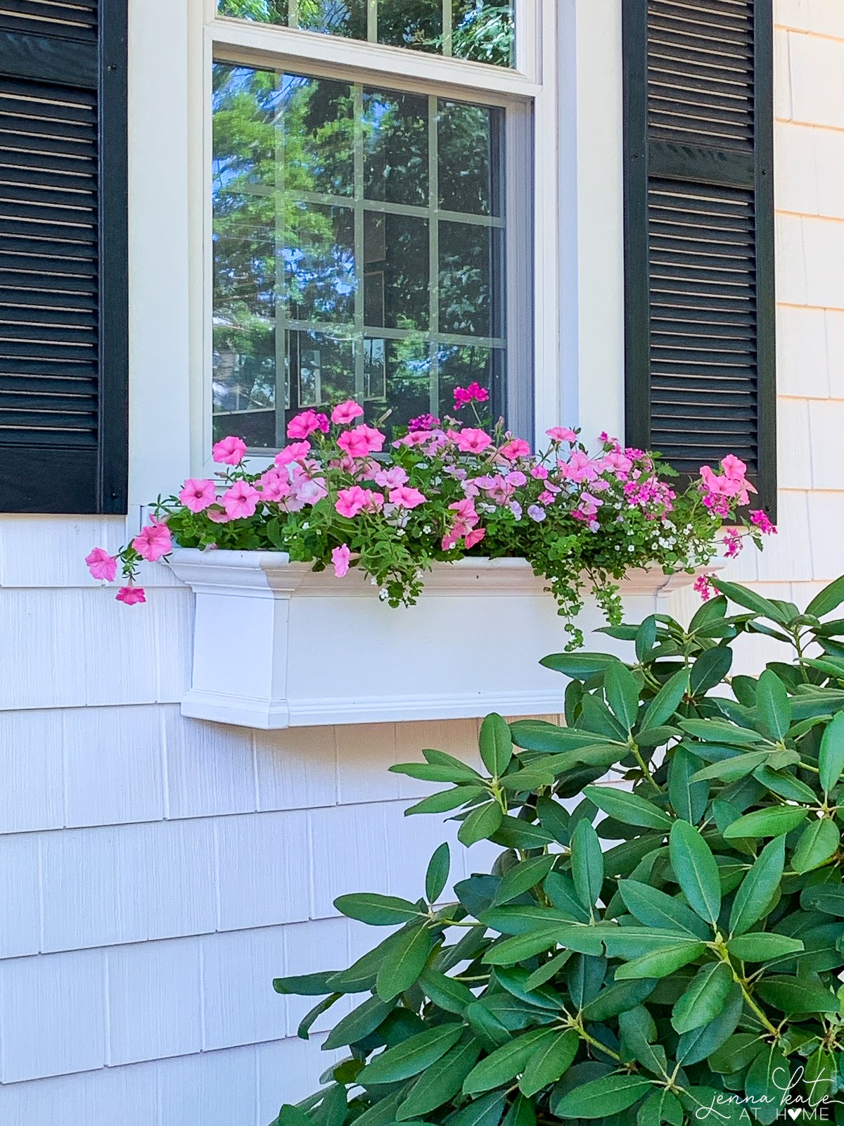 pink flowers in a windowbox