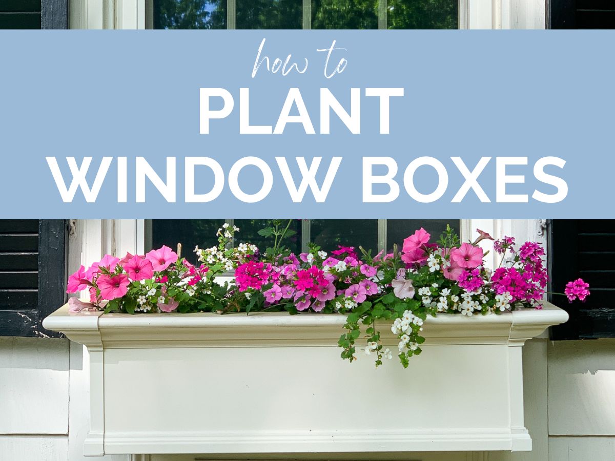 How to plant window boxes like a pro