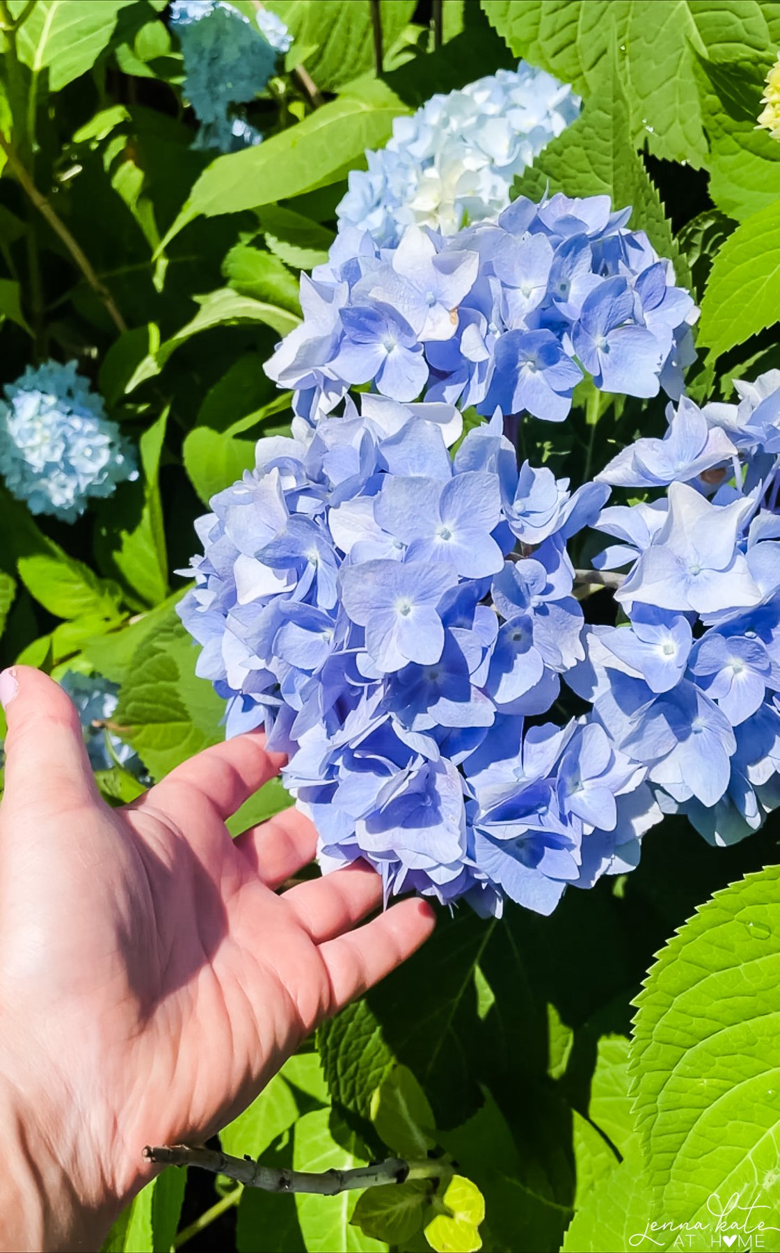 hand next to a large blue hydrangea bloom