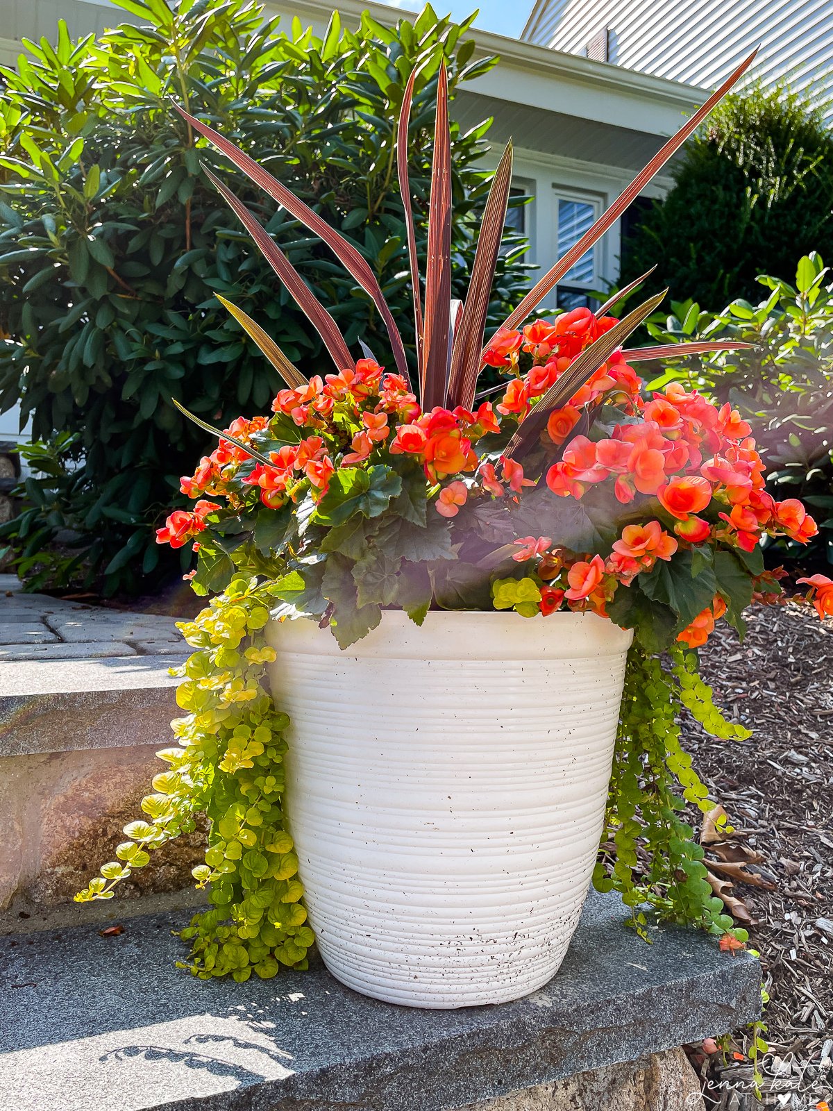 a close up view of a colorful plant in a white pot outside