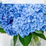 stop hydrangeas from wilting pin image