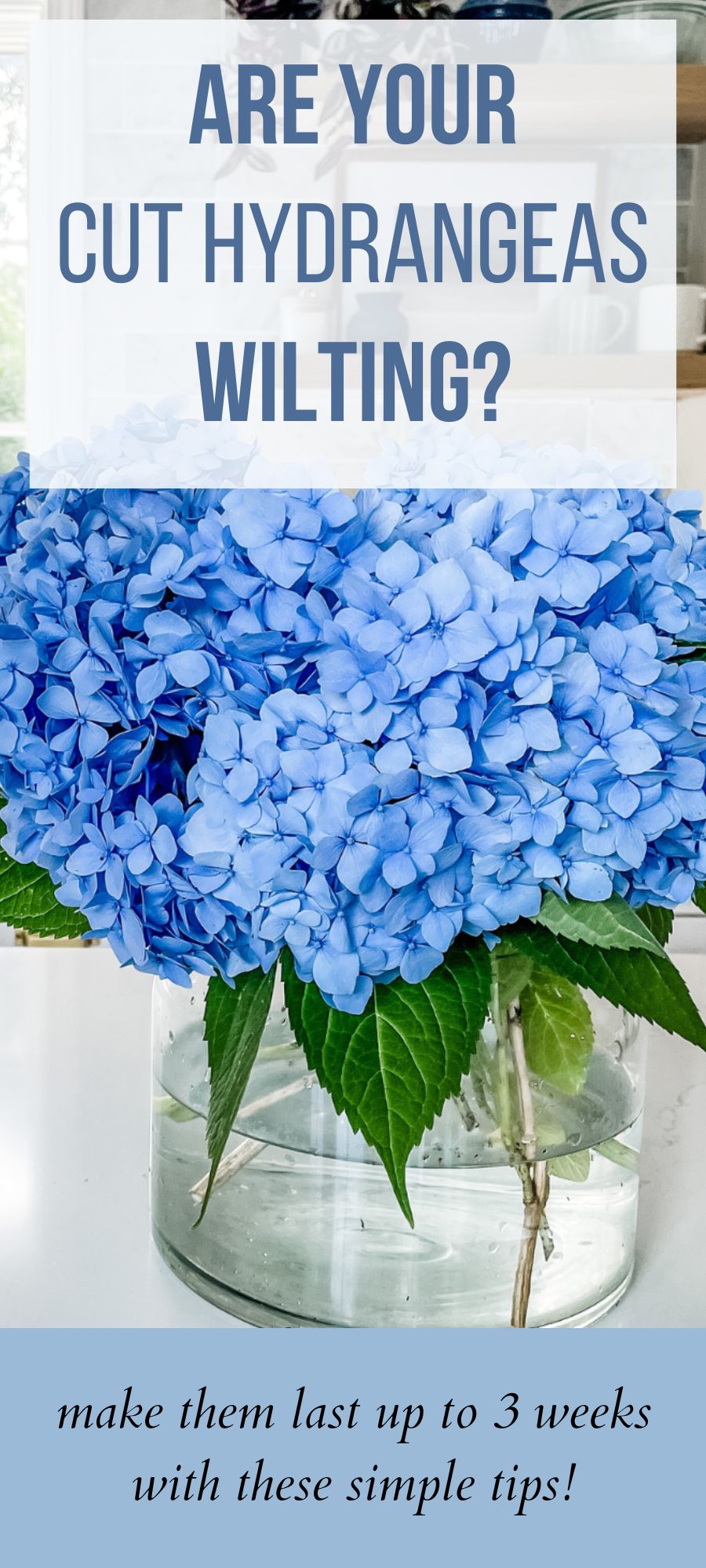 stop hydrangeas from wilting pin image