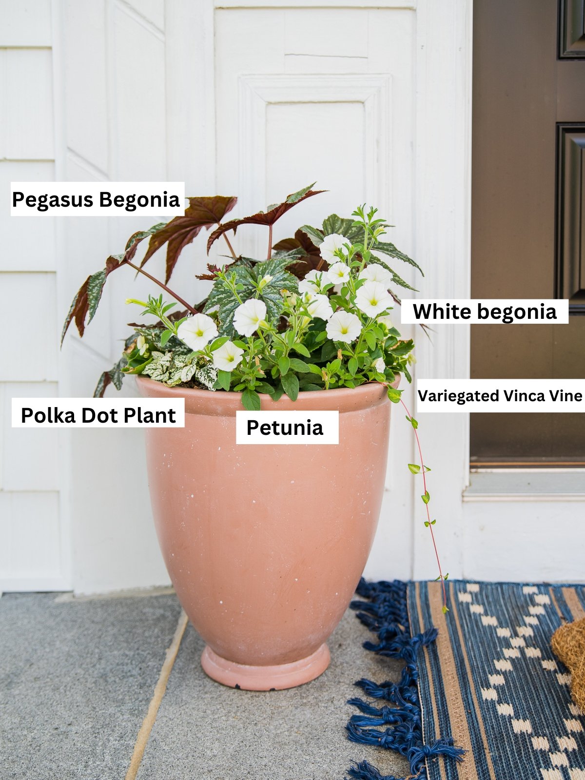 tall terracotta planter filled with pegasus begona, white begonias, polka dot plant, petunias and vinca vine