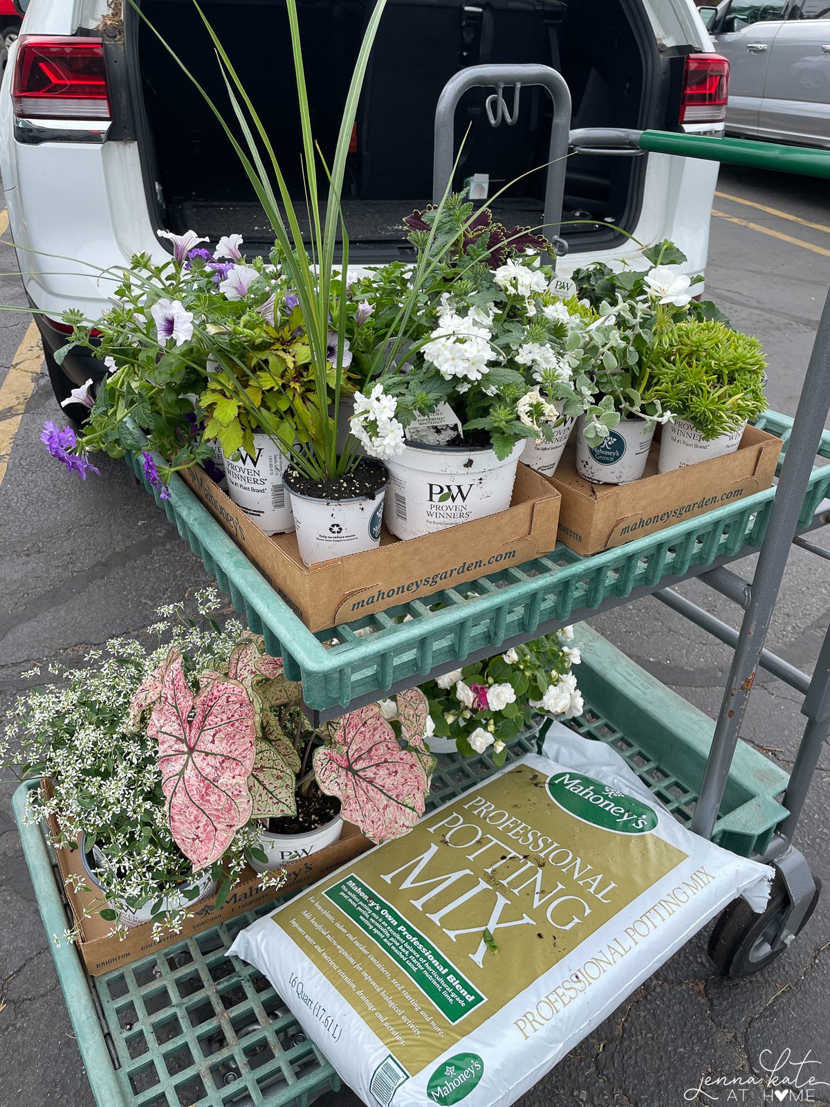 variety of summer container plants on a cart