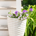 tall planter overflowing with purple petunias