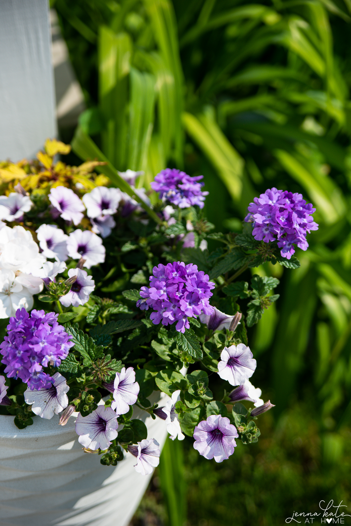 Purple flowers for summer