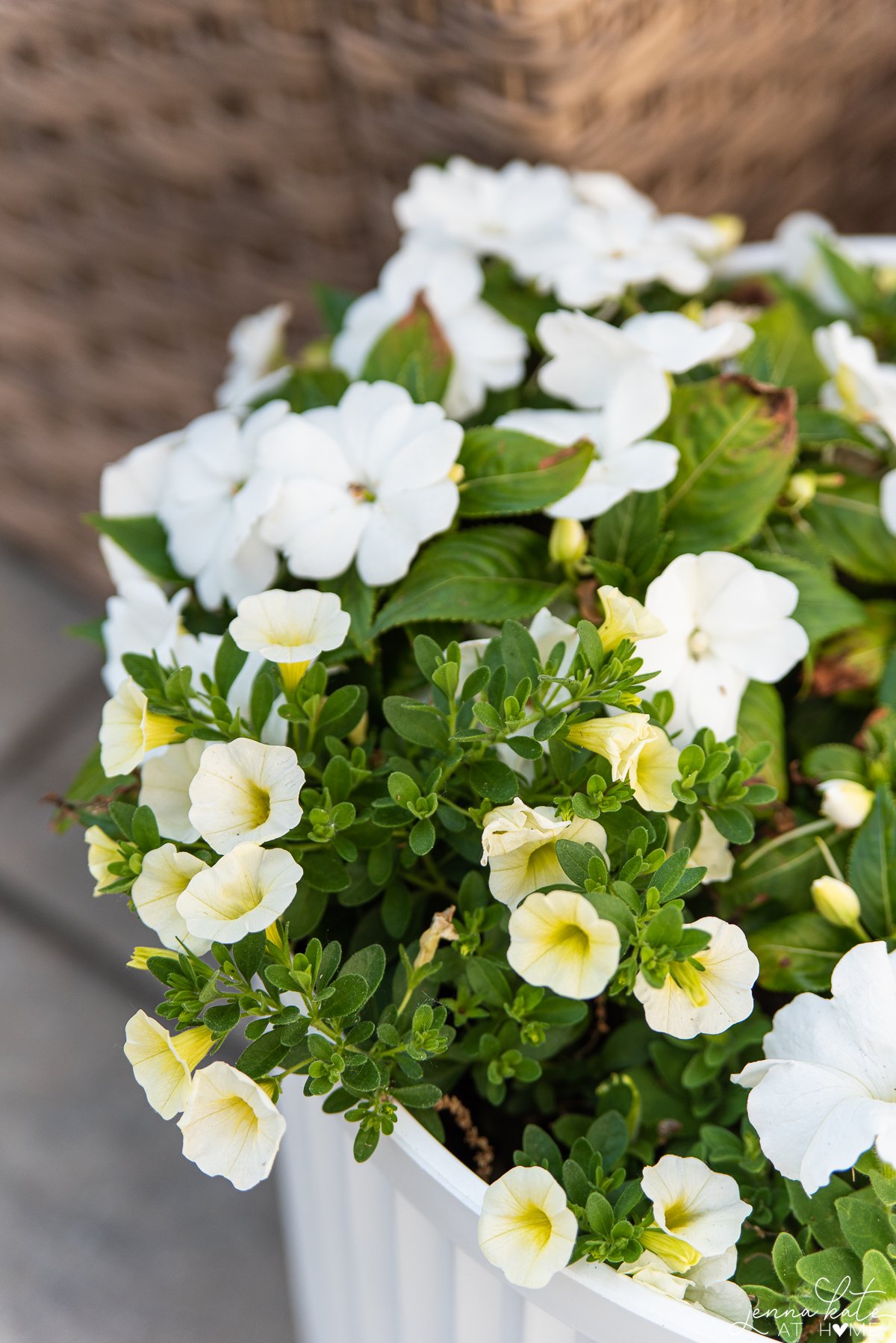 soft yellow calibrachoa and white new guinea impatiens