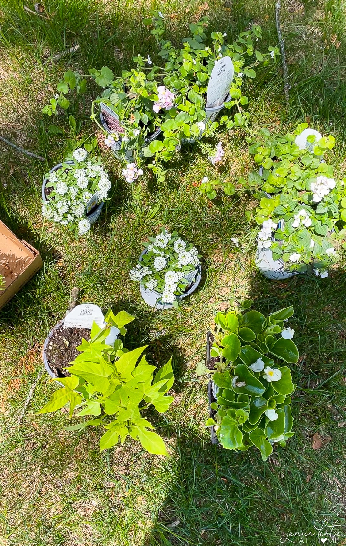 various plants outside ready to be planted in window boxes