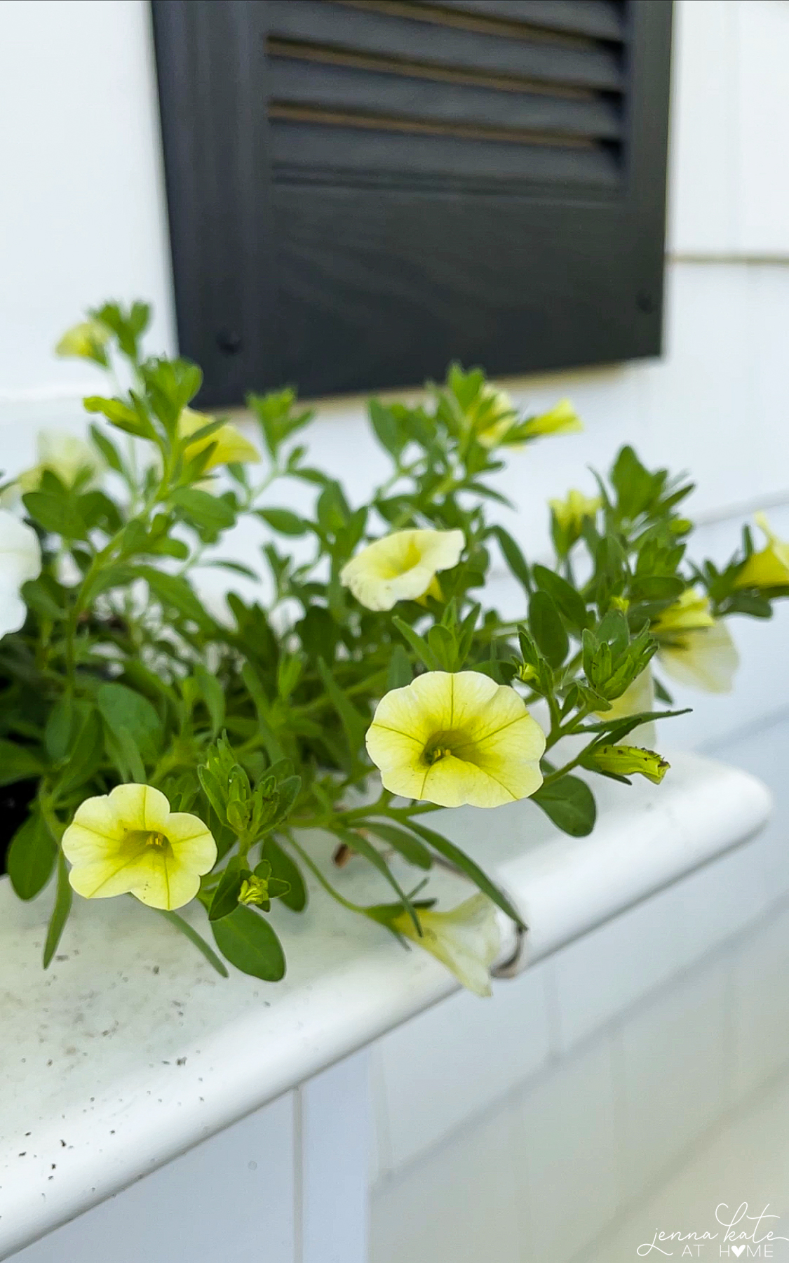 a close up of flowers in a window box