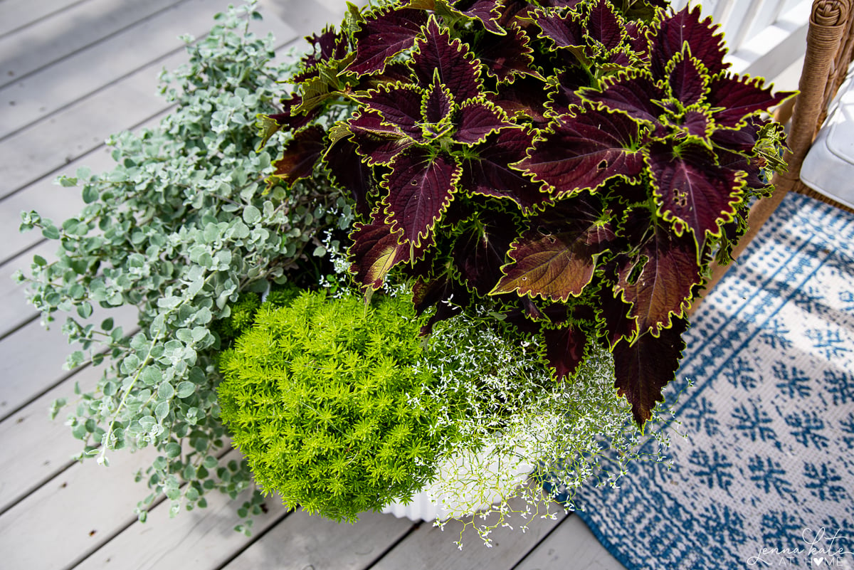 a planter filled with licorice plant, diamond frost euphorbia, coleus, and lemon coral sedum