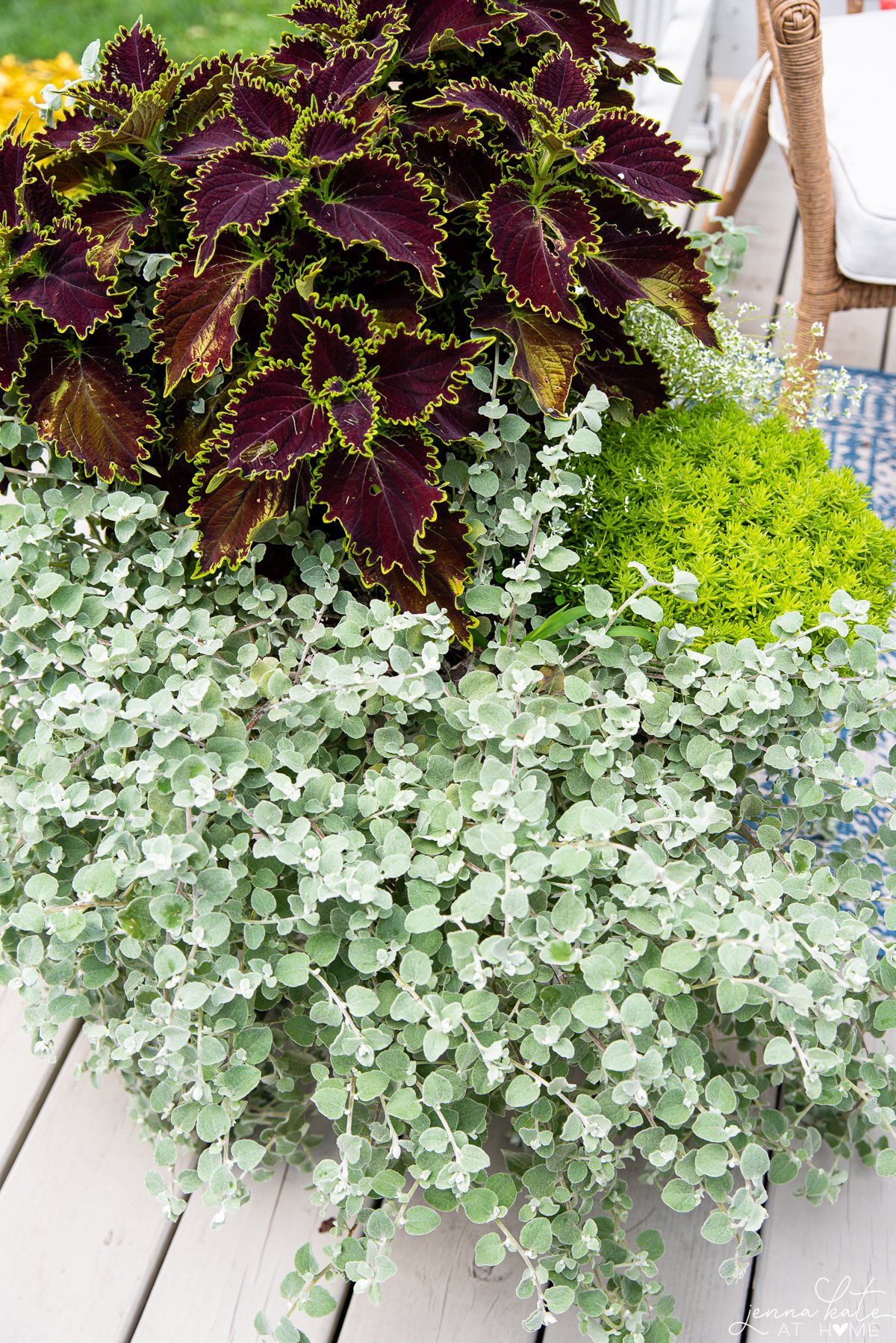 planter mid July overflowing with plants