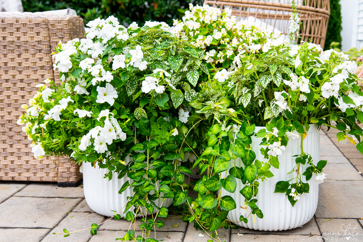 two planters with greenery and white flowers overflowing down the sides