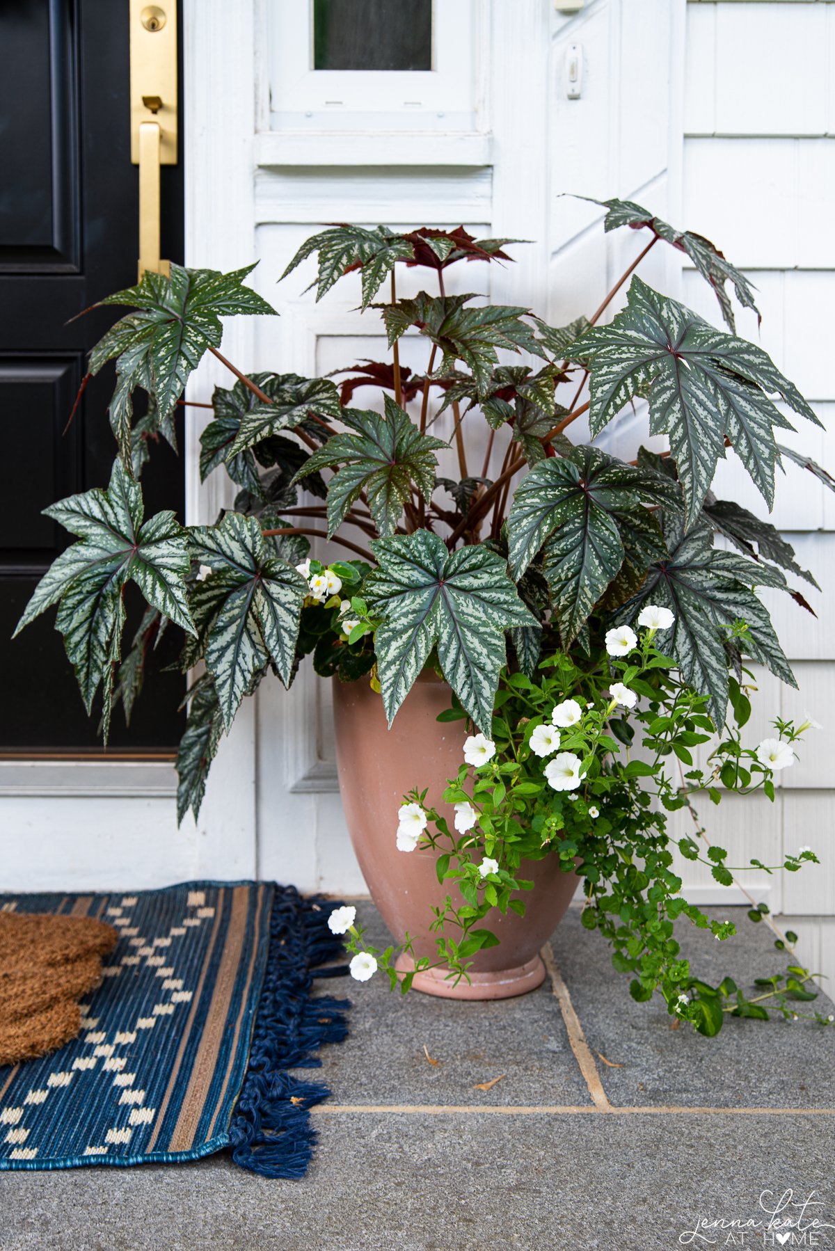 large planter with a huge pegasus begonia